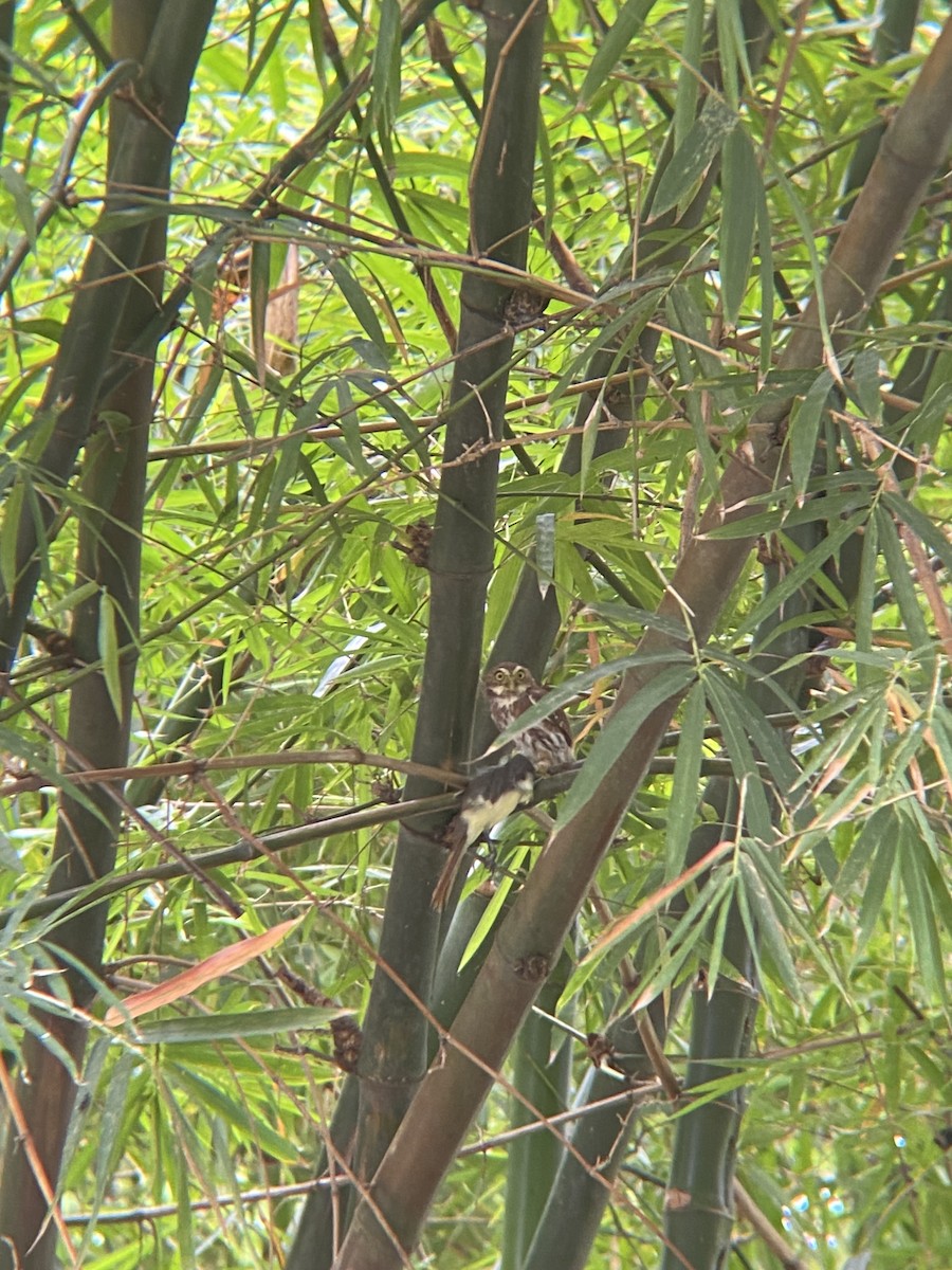 Ferruginous Pygmy-Owl - ML623640866