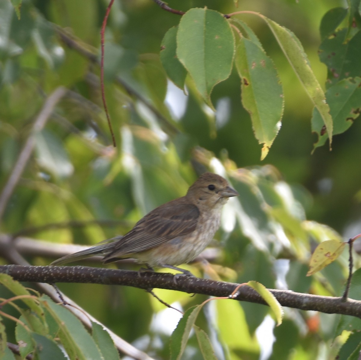 Indigo Bunting - ML623640868