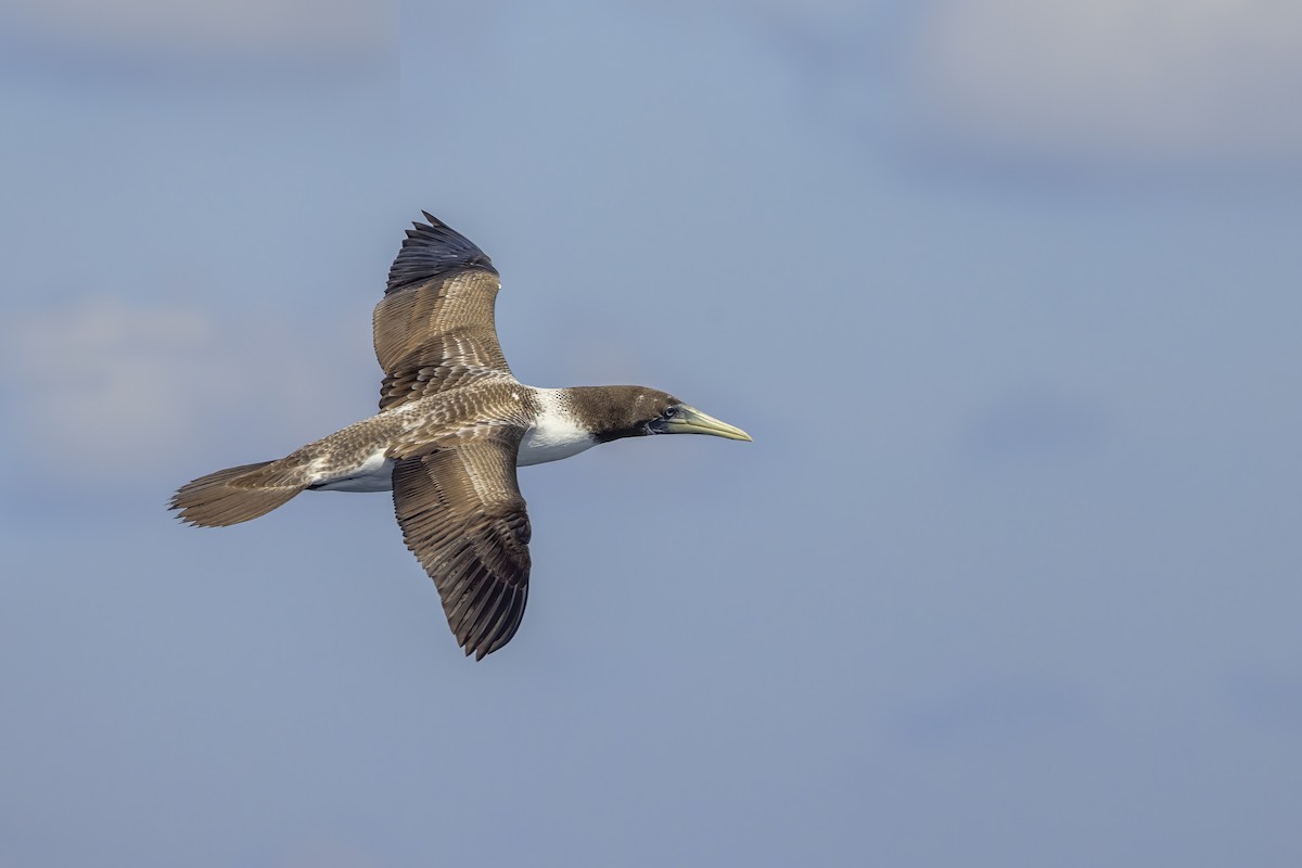 Masked Booby - ML623640875