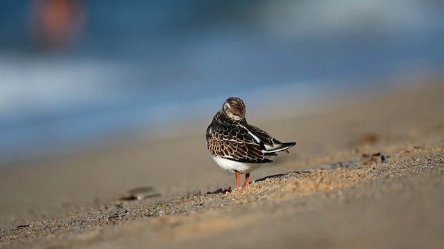 Ruddy Turnstone - ML623640885