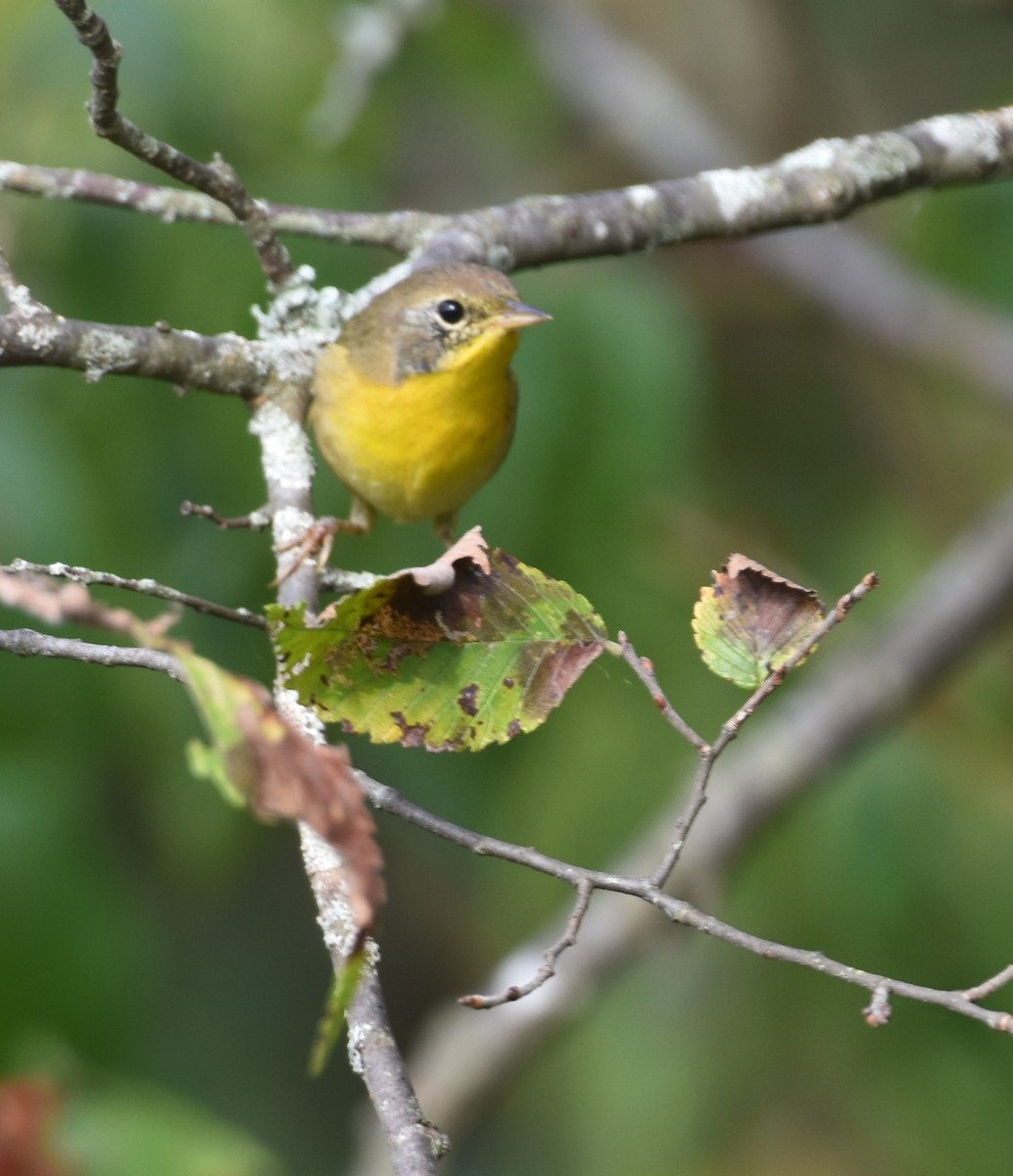 Common Yellowthroat - Ulrike Guggenheim