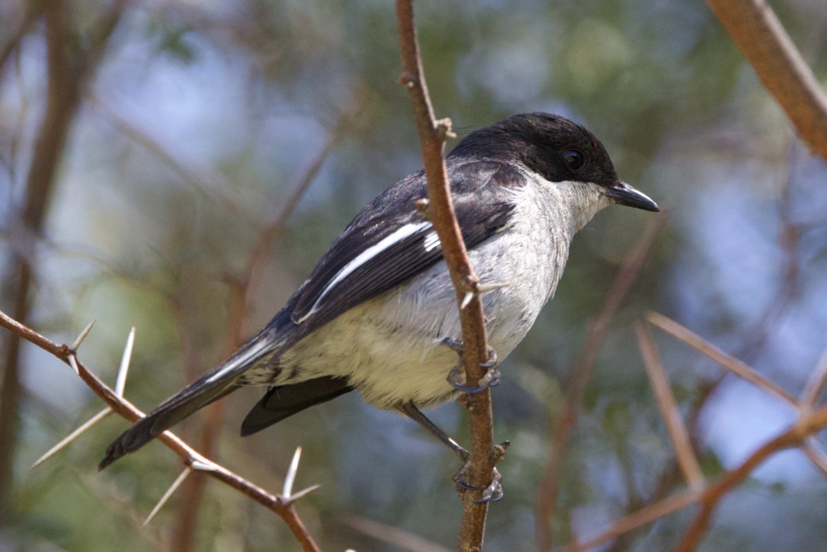 Fiscal Flycatcher - ML623640945