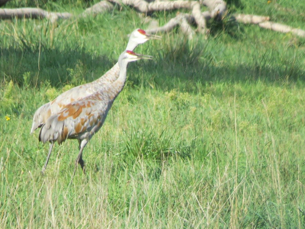 Grulla Canadiense - ML623640948