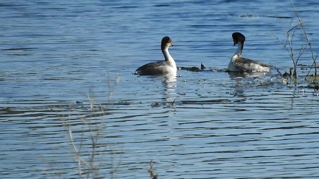 Silvery Grebe - ML623640951