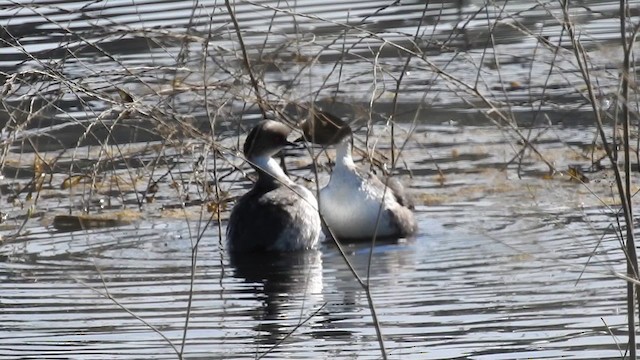 Silvery Grebe - ML623640952