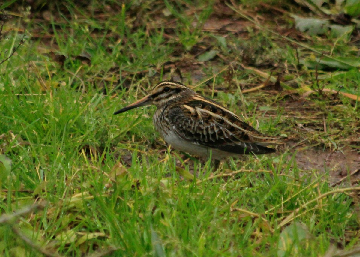 Jack Snipe - ML623640994