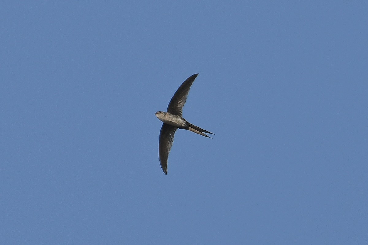 Fork-tailed Palm Swift - ML623641010