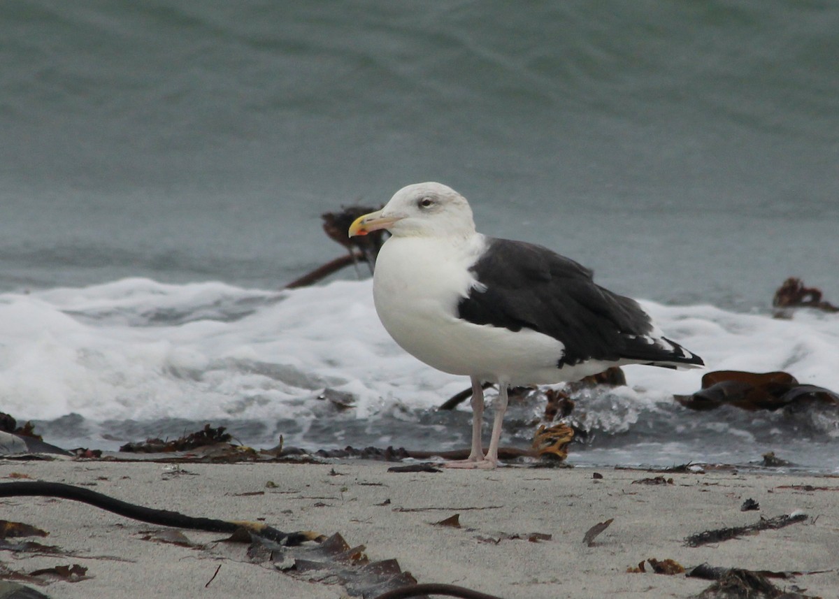 Great Black-backed Gull - ML623641013