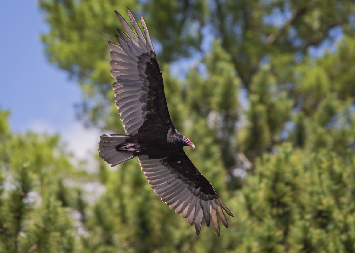 Turkey Vulture - ML623641019