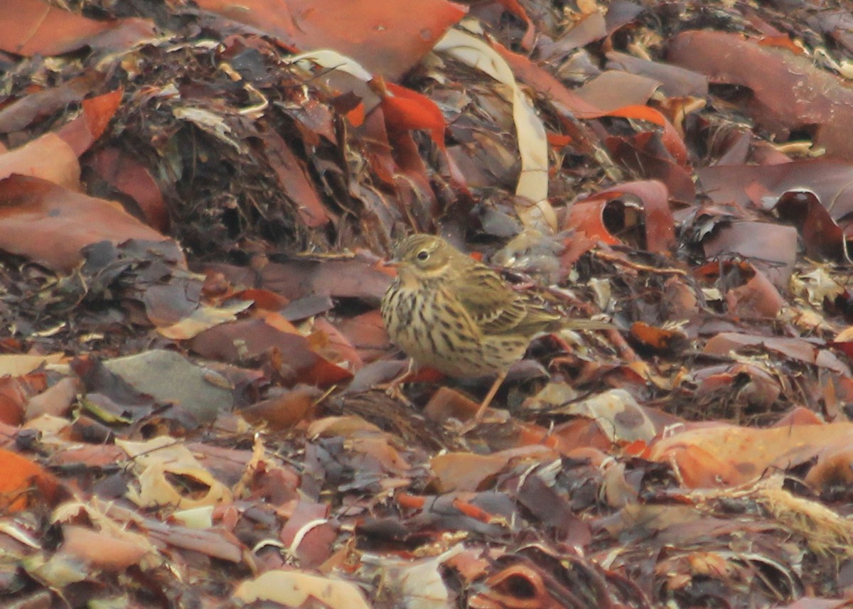 Meadow Pipit - ML623641049