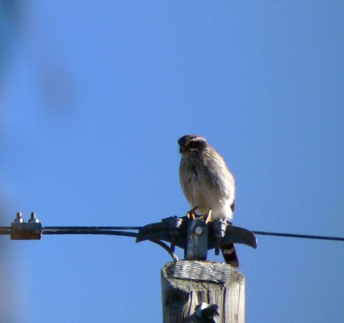 Spot-winged Falconet - Carolina  Tosta Mayoral