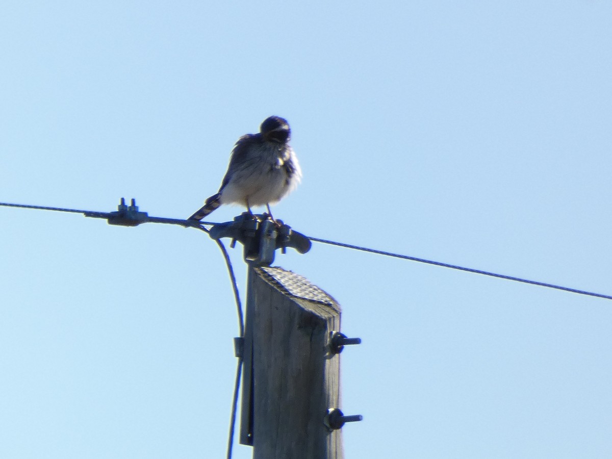 Spot-winged Falconet - Carolina  Tosta Mayoral