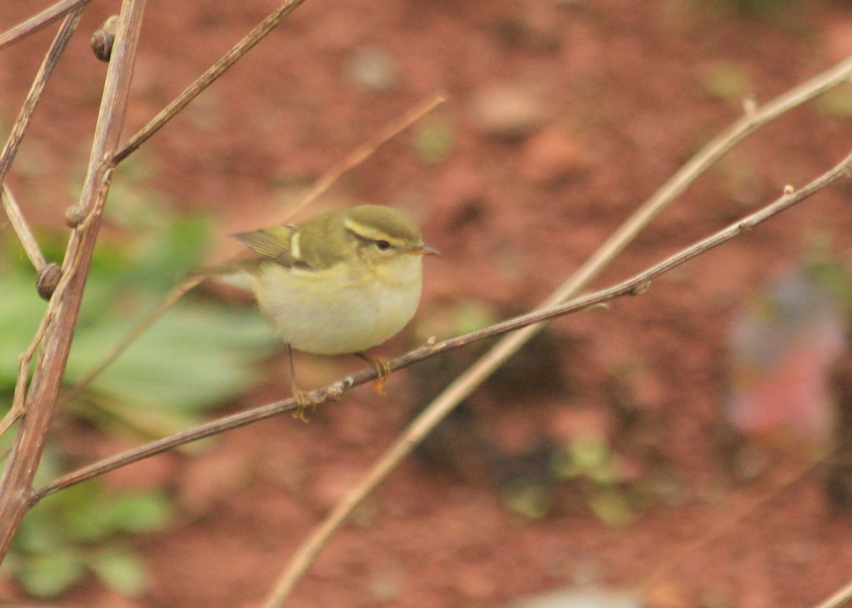 Yellow-browed Warbler - ML623641059