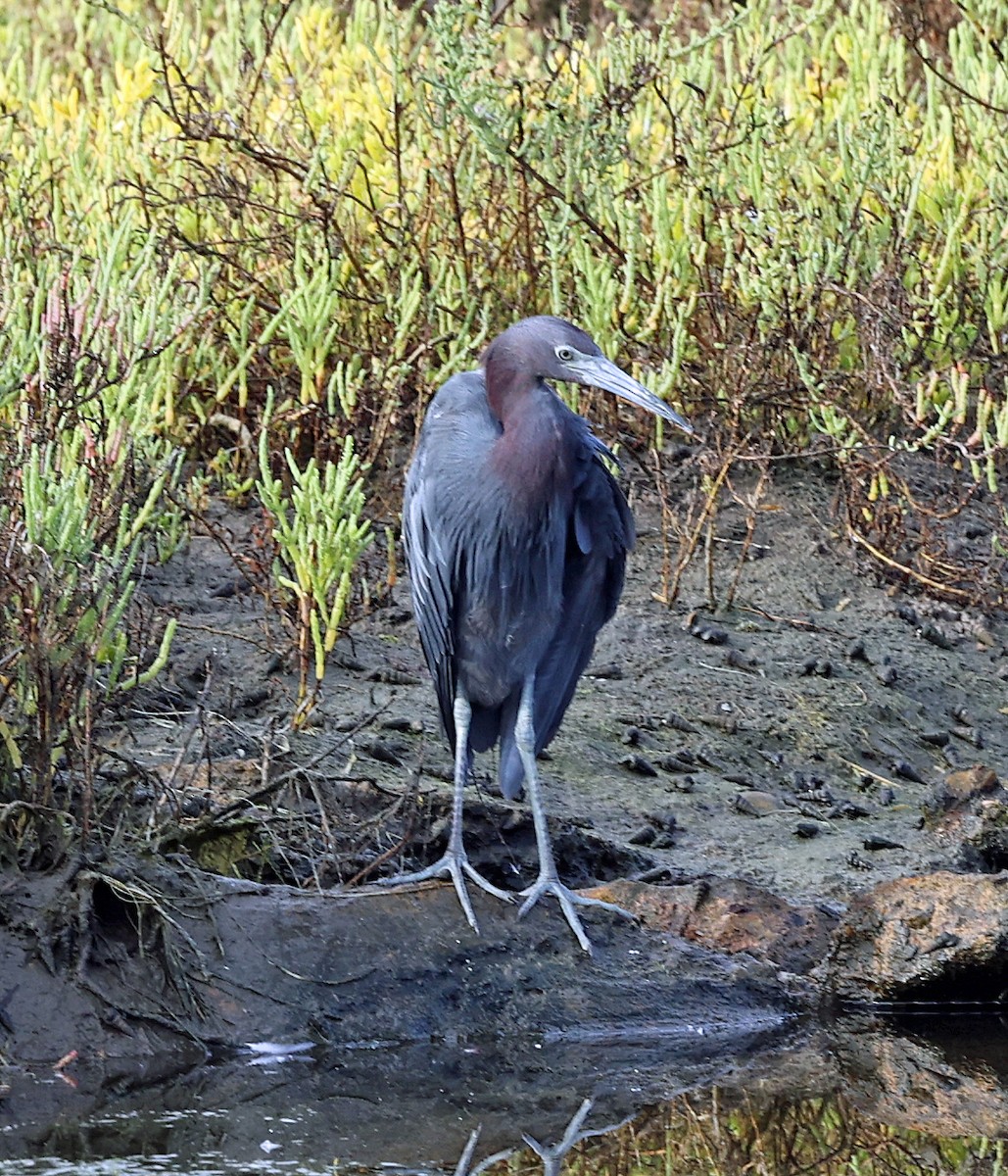 Little Blue Heron - ML623641079