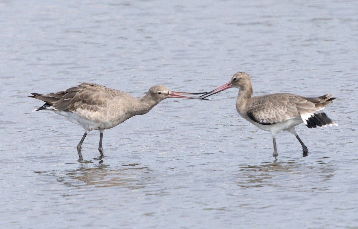 Black-tailed Godwit - Simon Colenutt