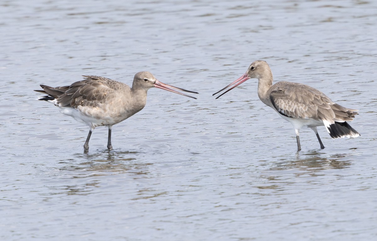 Black-tailed Godwit - Simon Colenutt