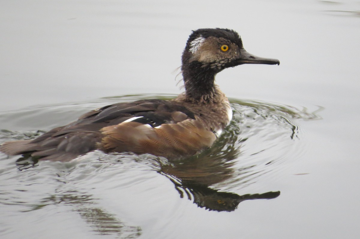 Hooded Merganser - ML623641093