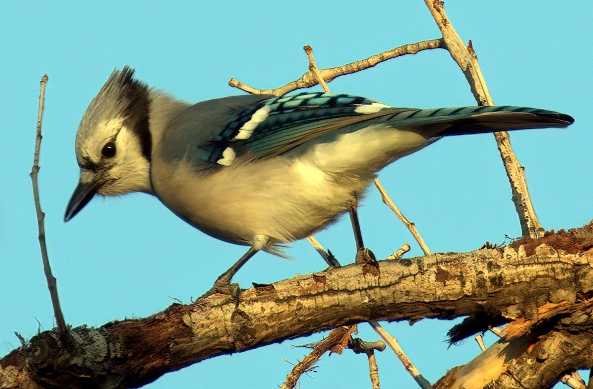 Blue Jay - Richard Brown