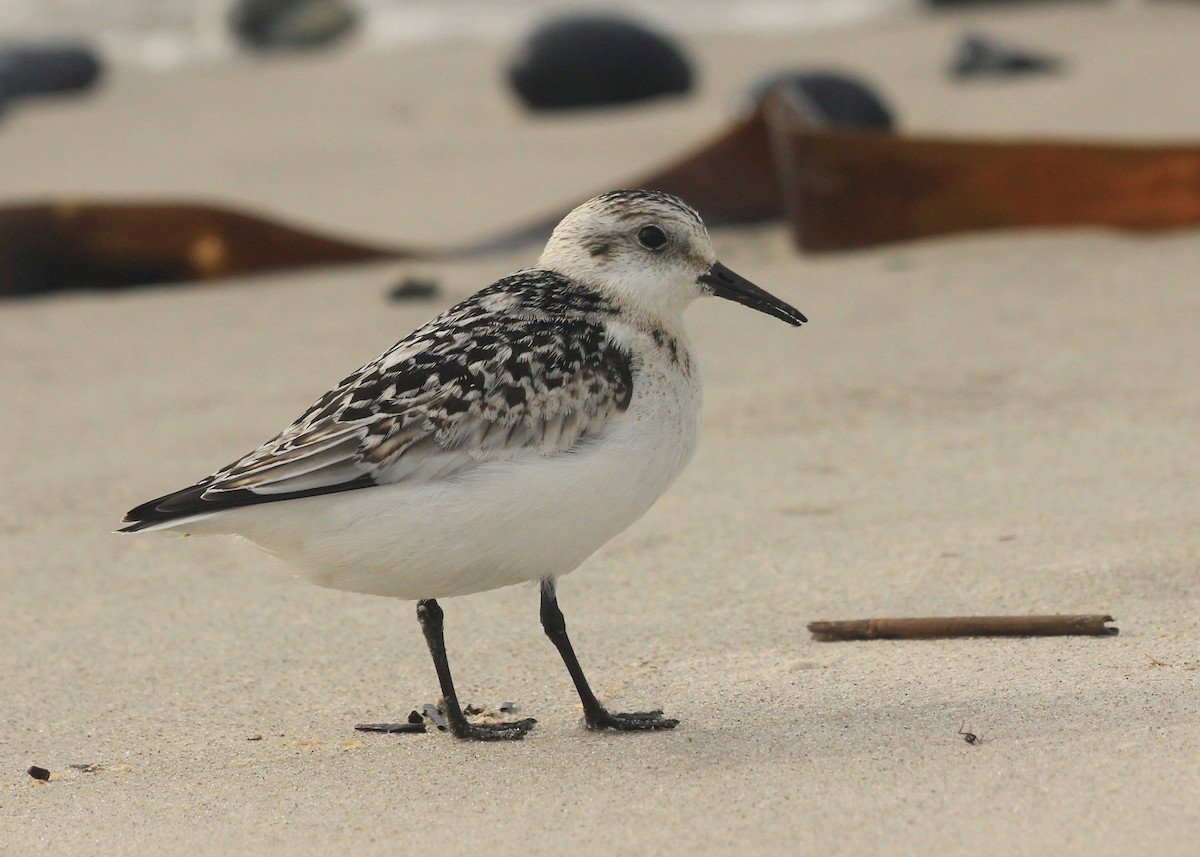 Sanderling - ML623641099