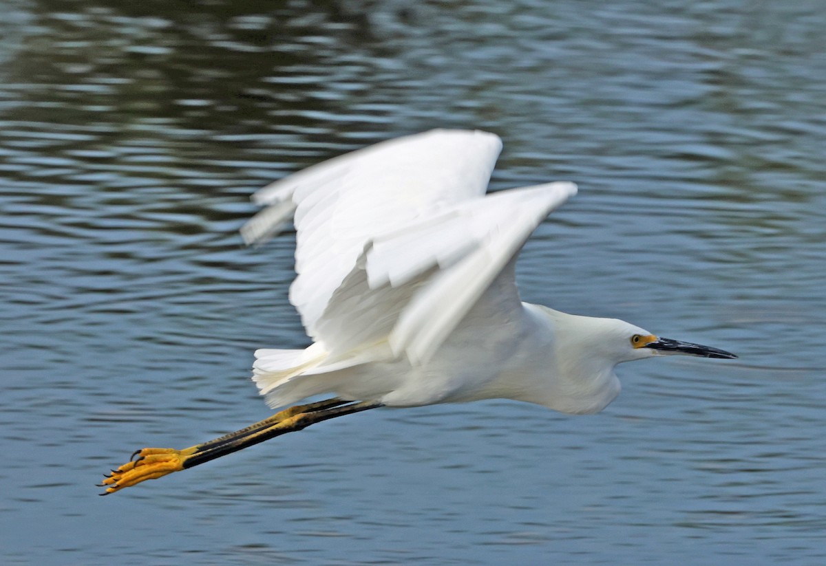 Snowy Egret - ML623641148