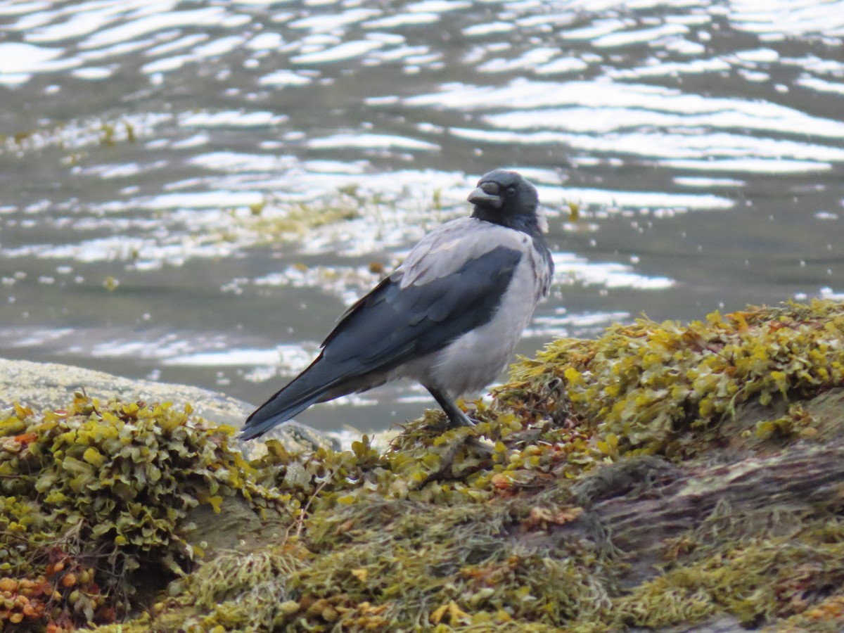 Hooded Crow - ML623641159