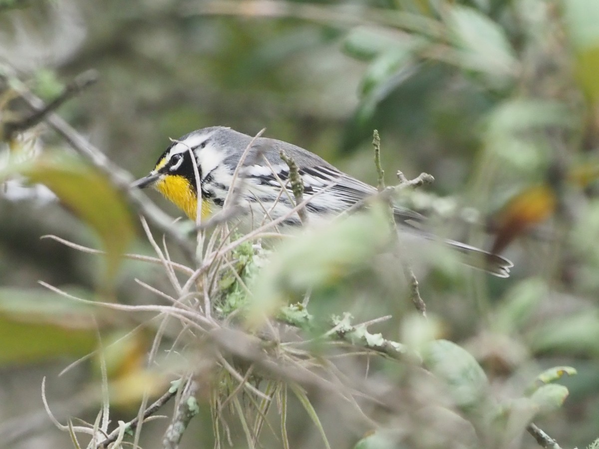 Yellow-throated Warbler - ML623641200