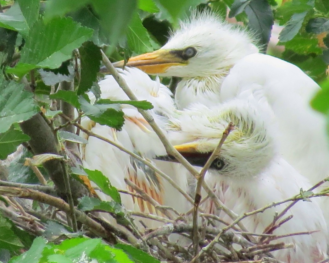 Snowy Egret - Patrick O'Driscoll