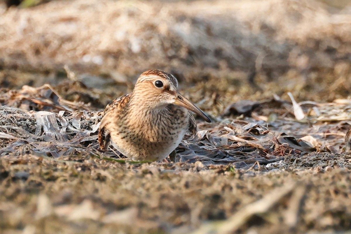 Pectoral Sandpiper - ML623641323