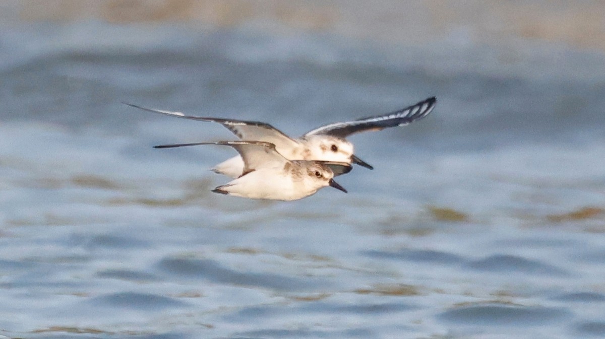 Semipalmated Sandpiper - ML623641336