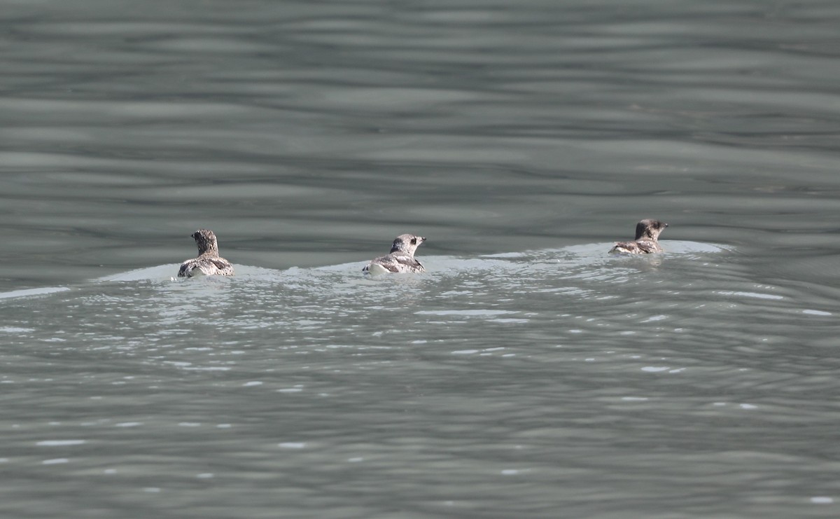 Kittlitz's Murrelet - ML623641337