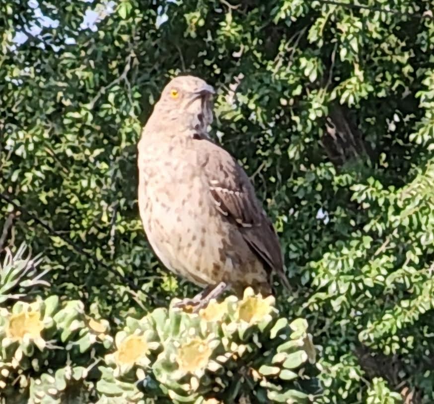 Curve-billed Thrasher - ML623641345