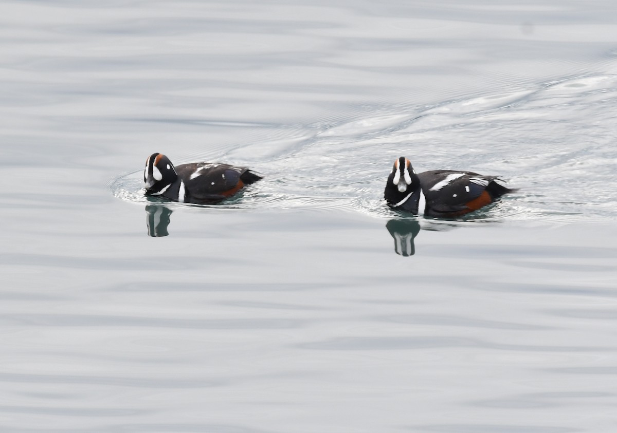 Harlequin Duck - ML623641367