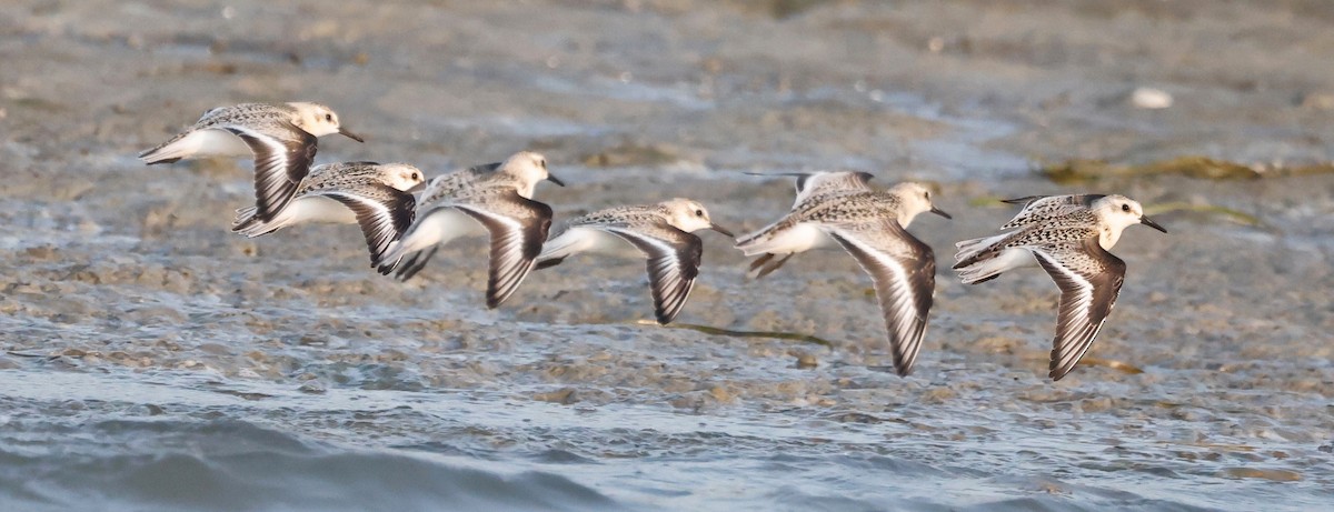 Sanderling - ML623641380