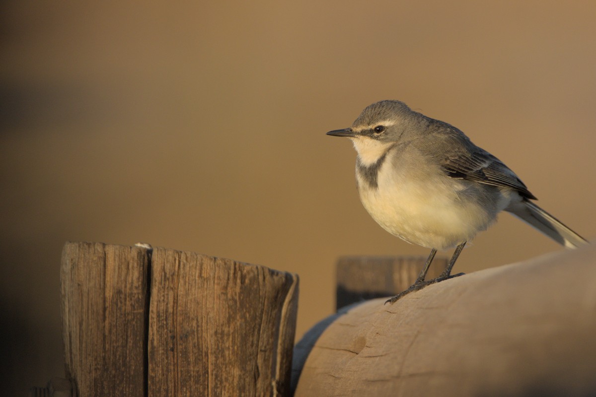 Cape Wagtail - ML623641450