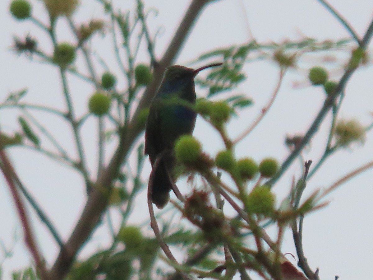 Mexican Violetear - ML623641462