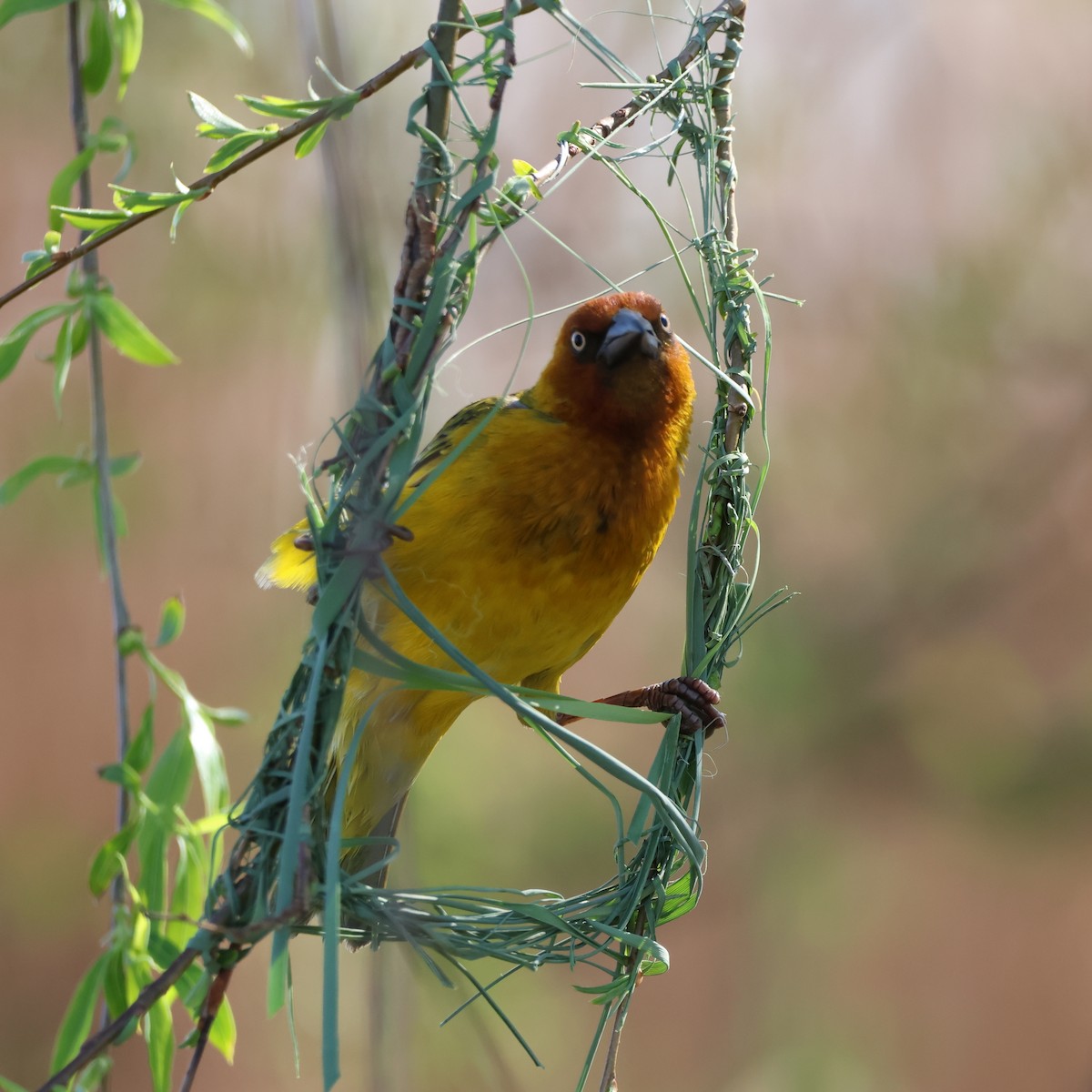 Cape Weaver - ML623641473