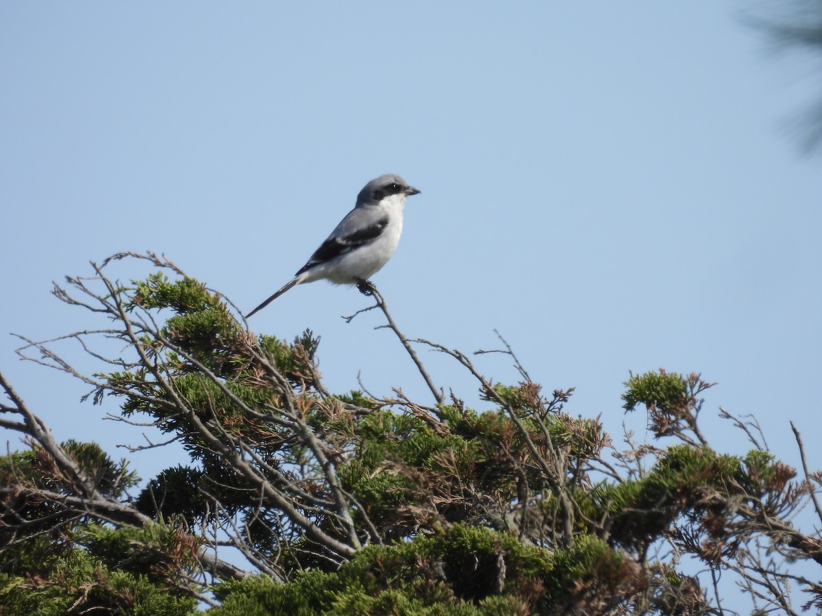 Loggerhead Shrike - ML623641481