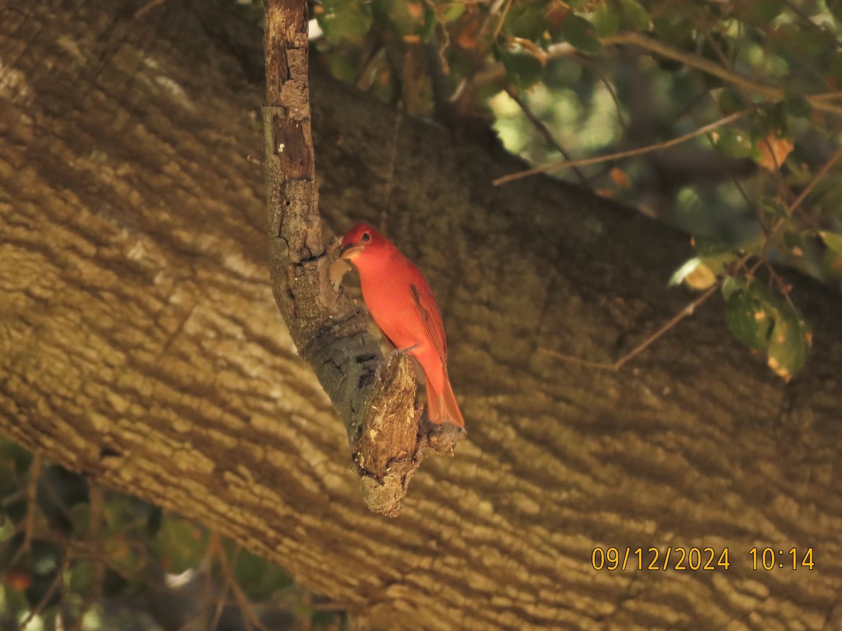 Summer Tanager - ML623641483