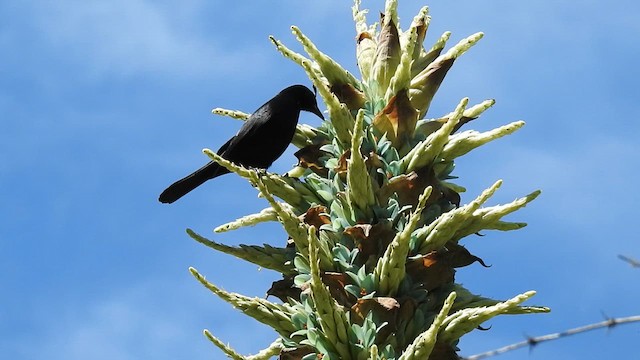 Austral Blackbird - ML623641499