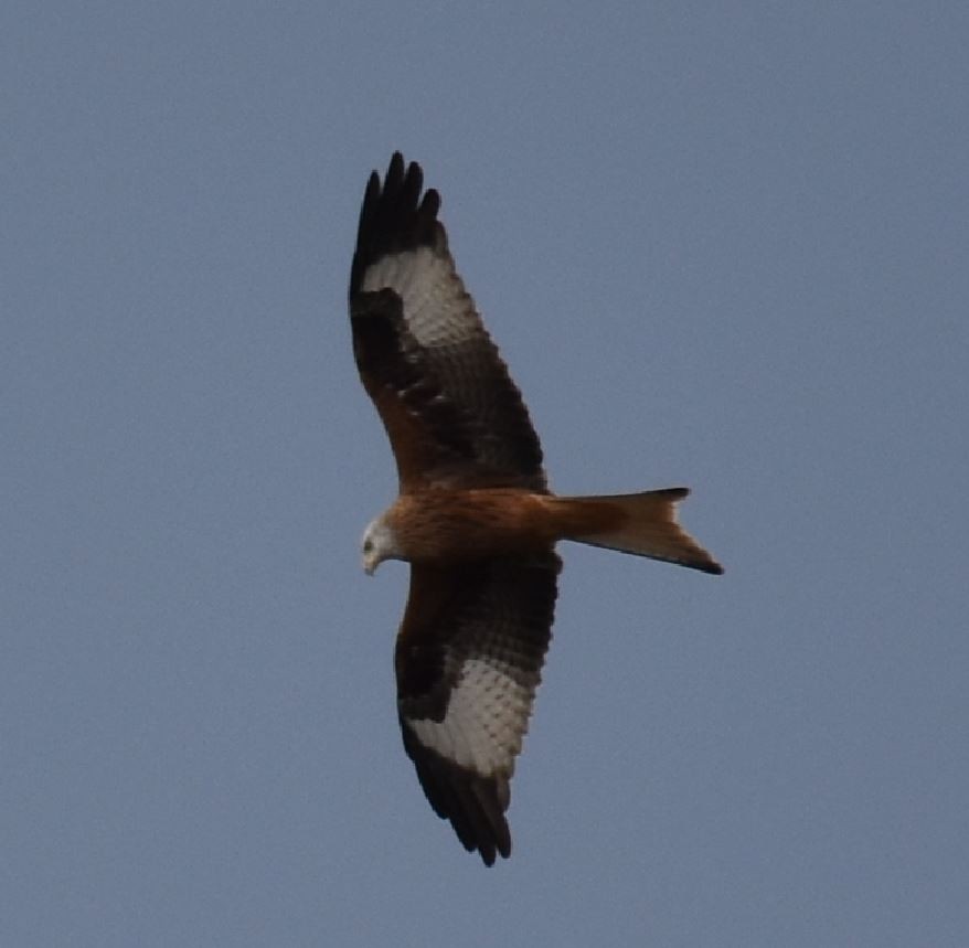 Red Kite - ML623641532