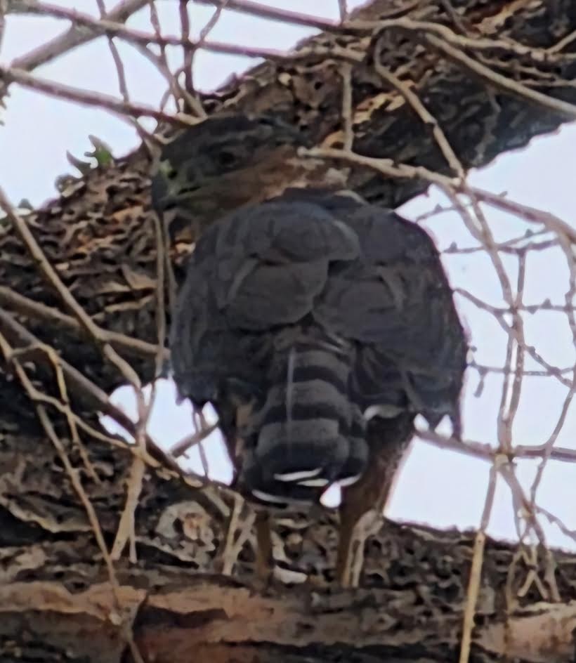 Cooper's Hawk - ML623641547