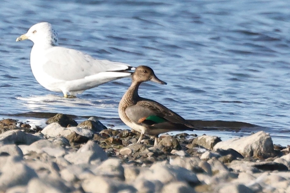 Green-winged Teal - ML623641586