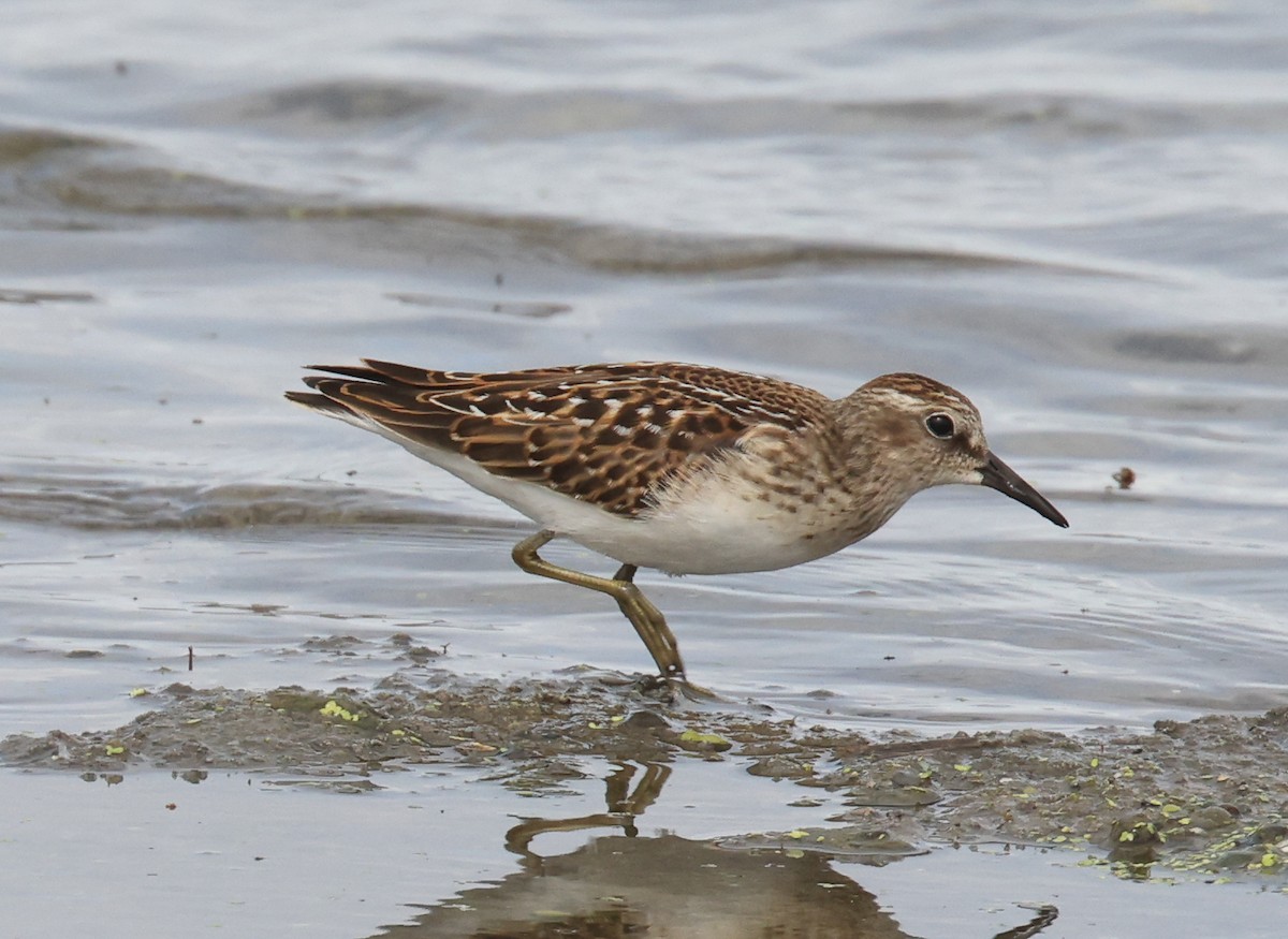 Least Sandpiper - ML623641651
