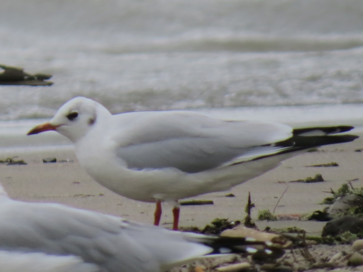 Black-headed Gull - ML623641661