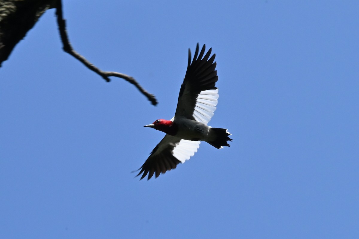 Red-headed Woodpecker - Fred Zimmerman