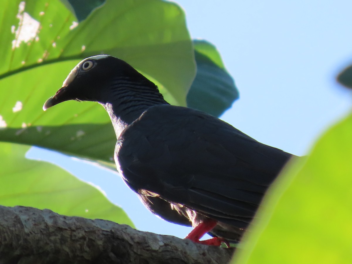 White-crowned Pigeon - ML623641738