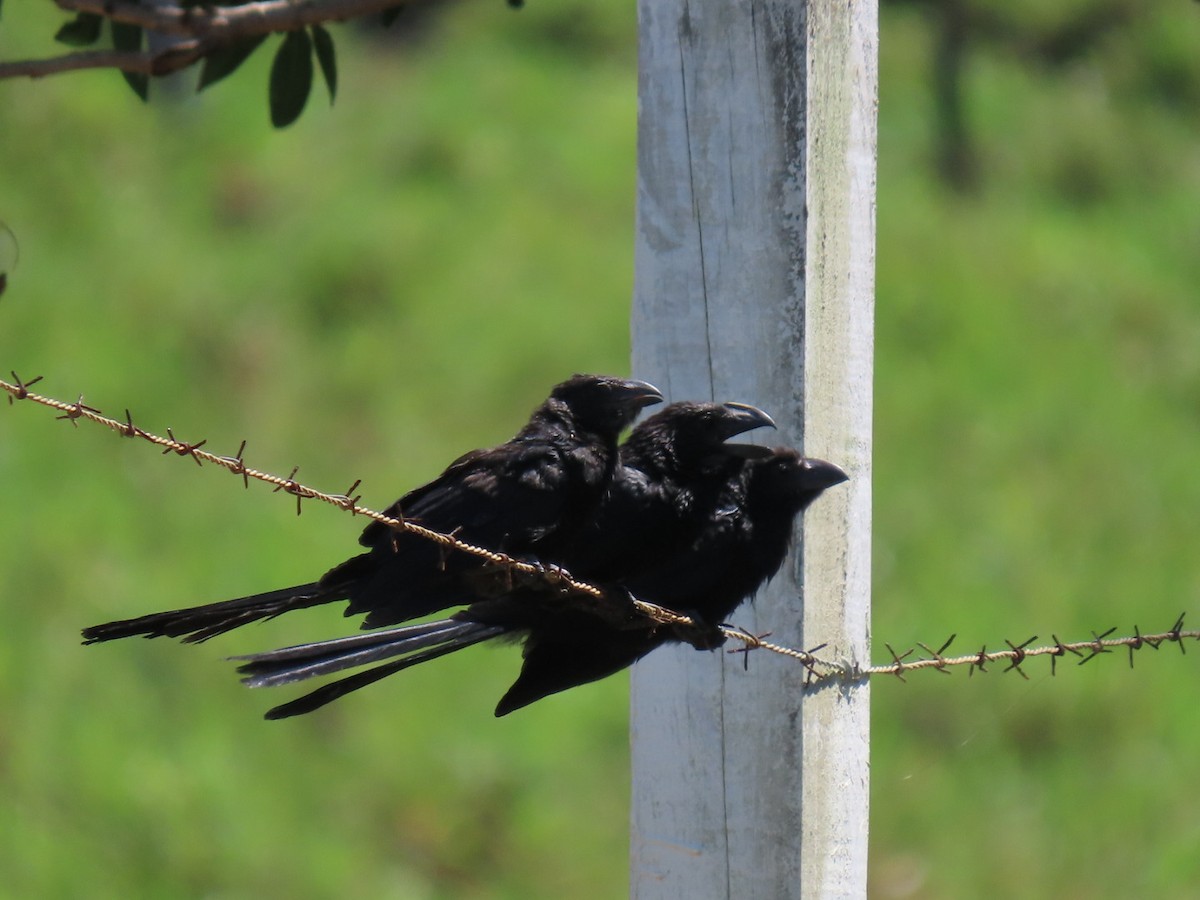 Smooth-billed Ani - ML623641746