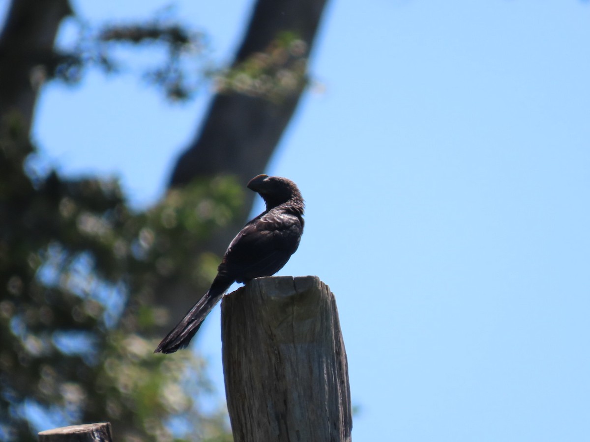 Smooth-billed Ani - ML623641747