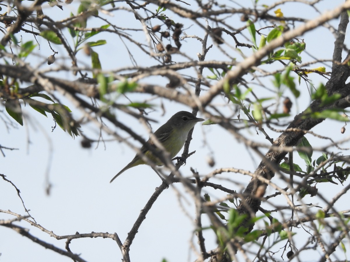 krattvireo - ML623641748