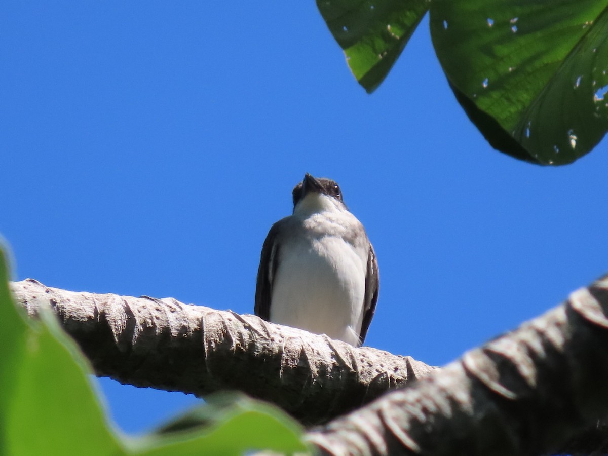 Eastern Kingbird - Anuar Acosta